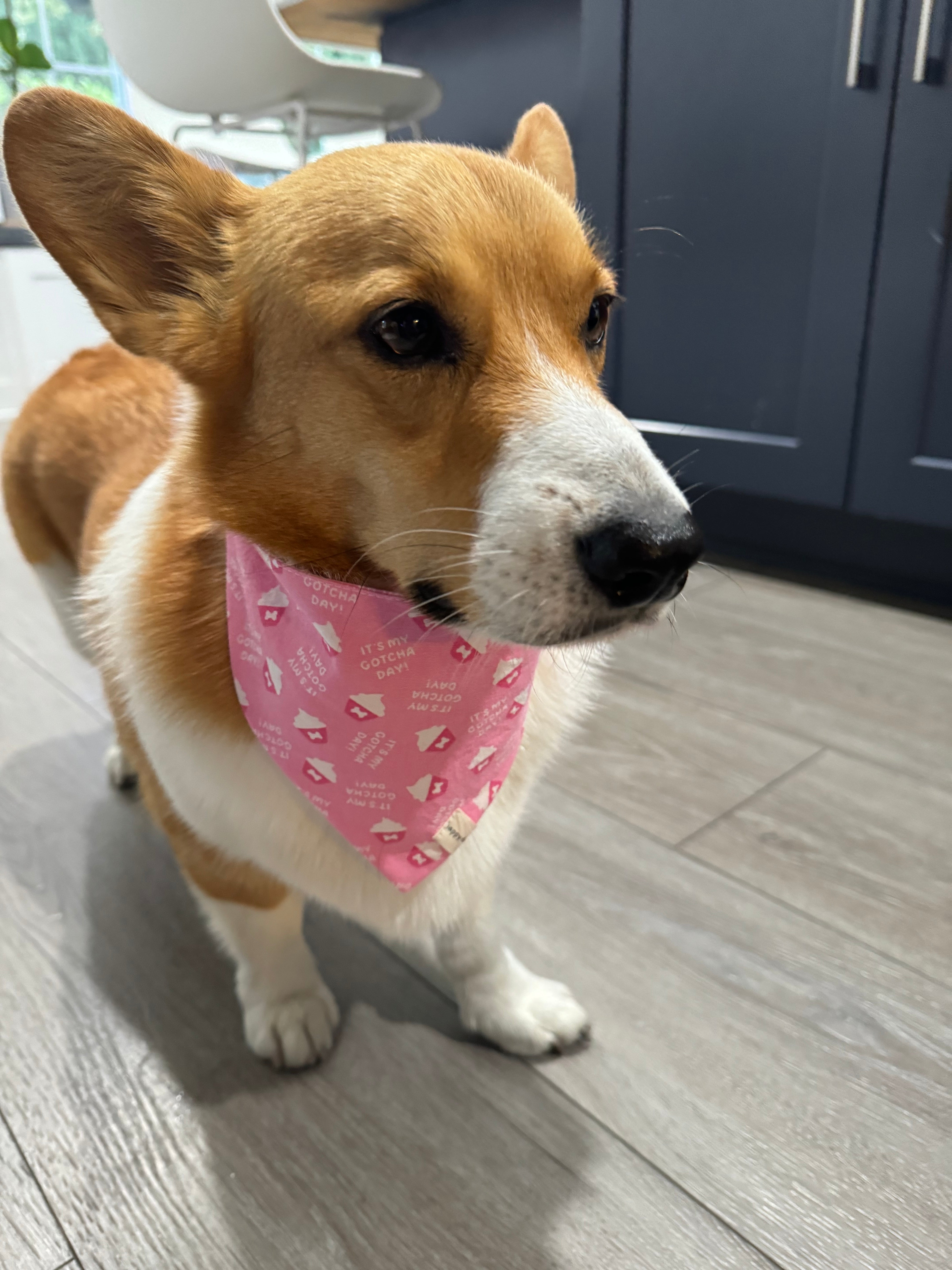 Gotcha day bandana