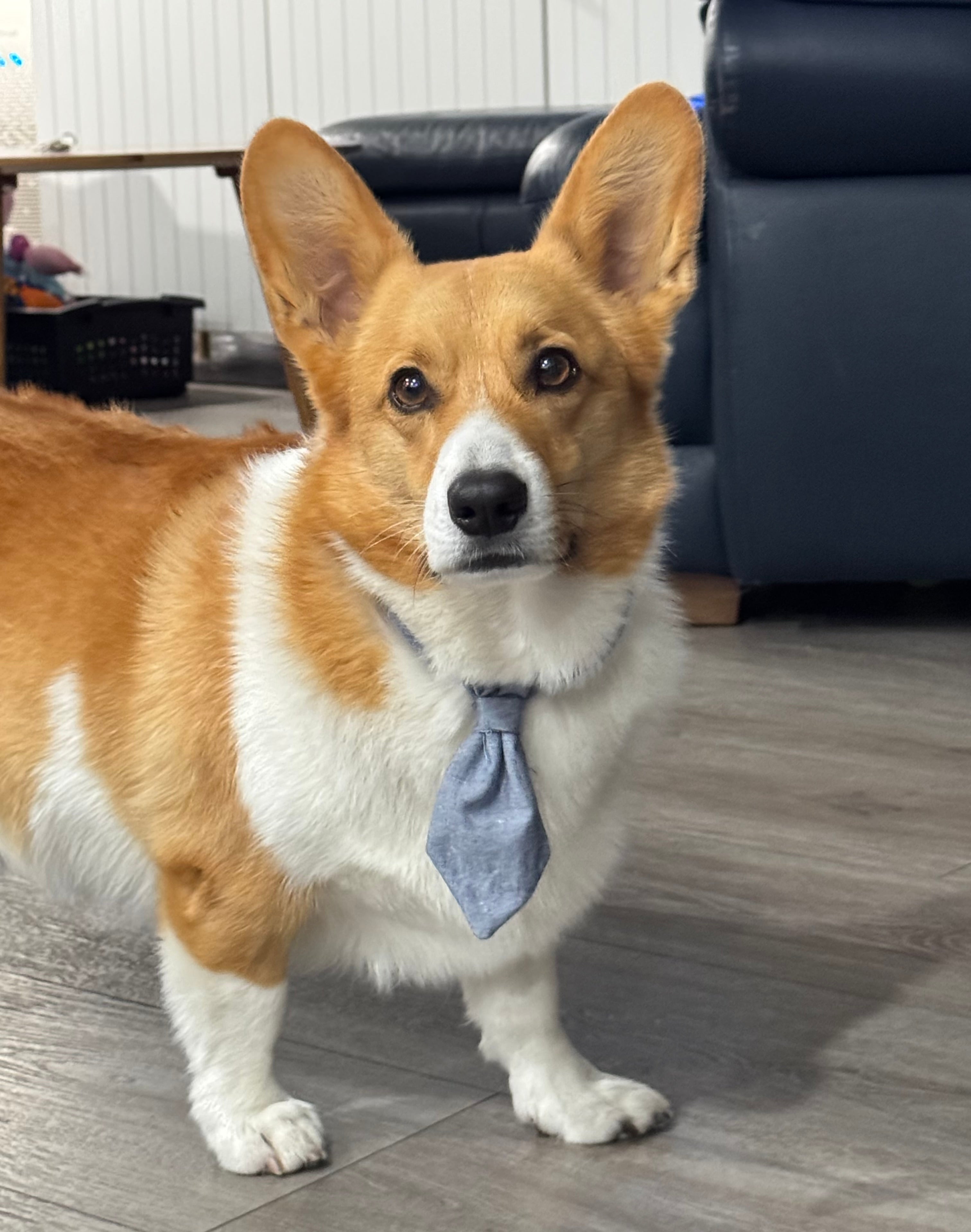 Dog necktie