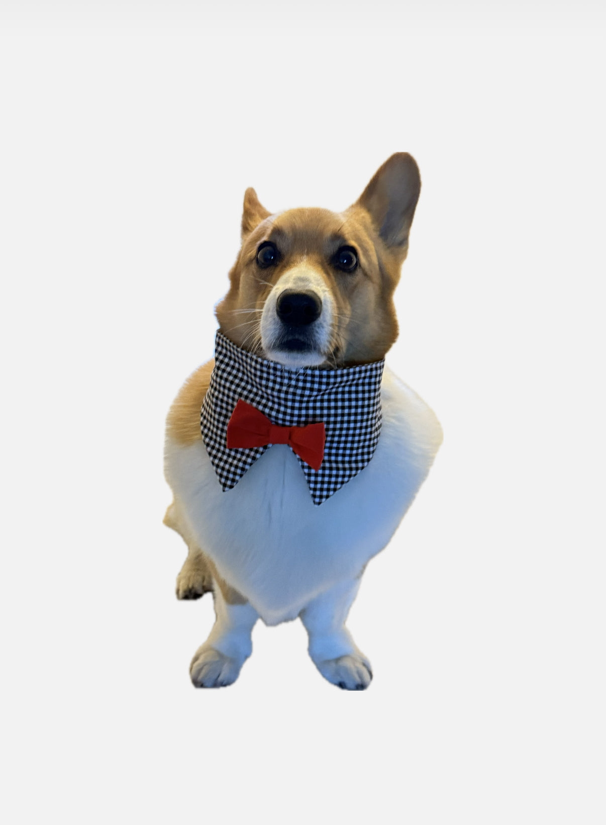 Dog bow tie bandana